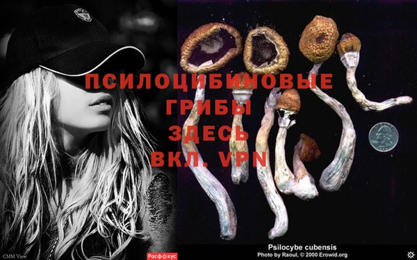 спиды Богданович